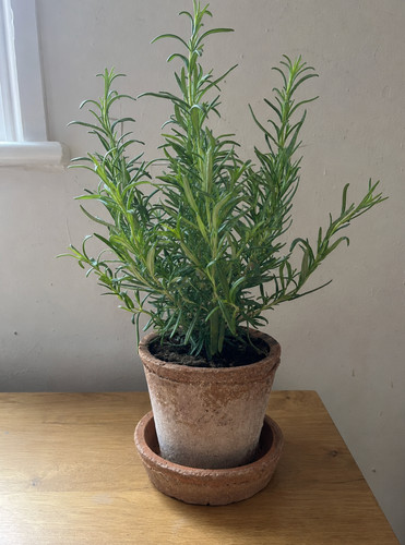Antique aged terracotta - antique,
