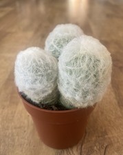 Espostoa melanostele cactus - espostoa,