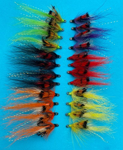 Ally shrimp salmon - salmon, sea