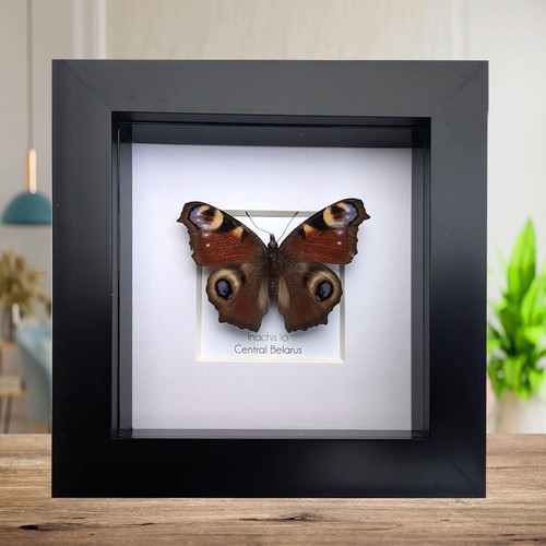 Framed european peacock