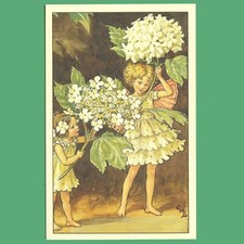 Postcard guelder rose - postcard,
