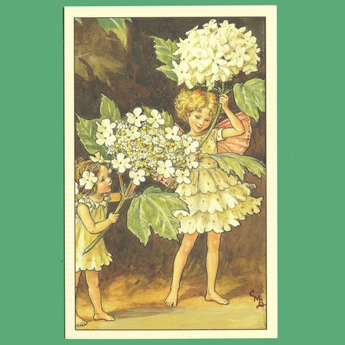 Postcard guelder rose - postcard,