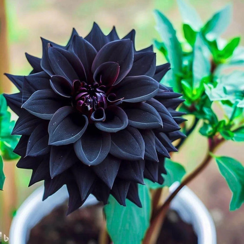 Seeds exotic black dahlia - 50+,