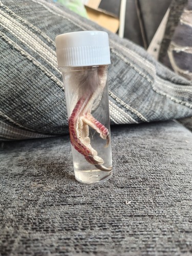 Wet specimen pigeon foot - specimen,