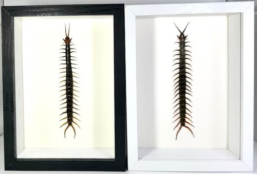 Framed black red scolopendra - black,
