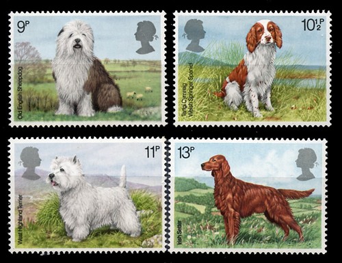 Old english sheepdog - old,