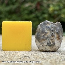 RARE: Fossil Juvenile Crab -