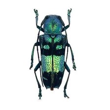 Pretty longhorned beetle - pretty,