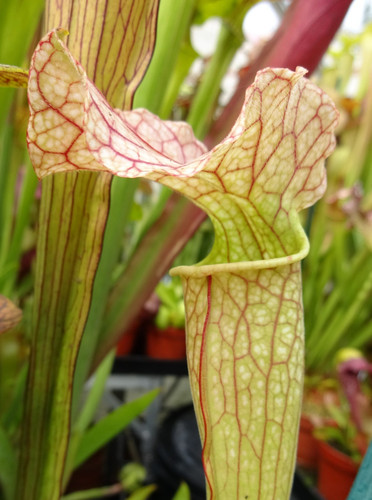 Sarracenia kentish - sarracenia, “kentish