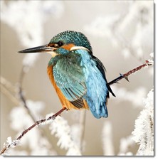 Doodlecards Christmas Card