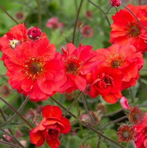 Geum fiery tempest hardy - 'fiery,