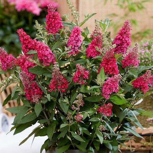 Buddleia butterfly candy - butterfly,
