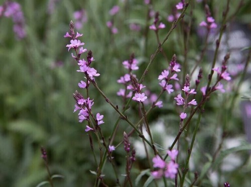 Vervain bampton verbena - bampton,