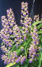 Vandachostylis Thai Noi
