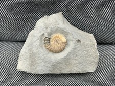 Promicroceras Sp Fossil