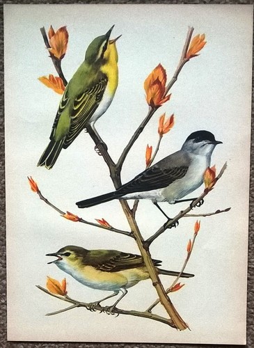 Warblers blackcap vintage - &, blackcap.