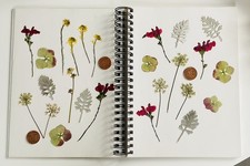 Pressed Dried Flowers +