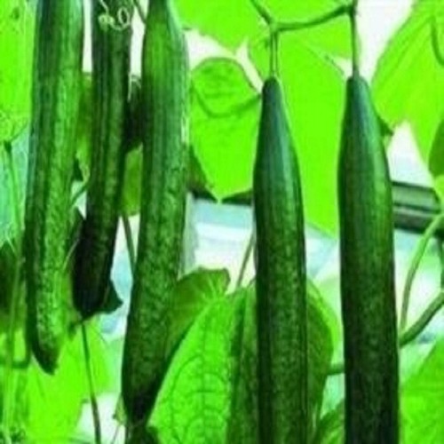 Cucumber medium plug - 5,