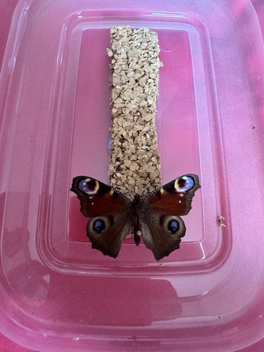 Peacock butterfly unmounted - peacock,