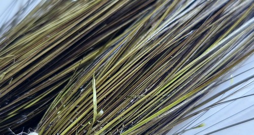 Hand stripped olive polished - hand,