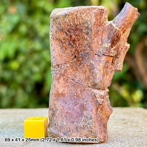 Authentic megalosaurus