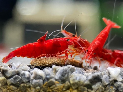 Fire red neocaridina - fire,