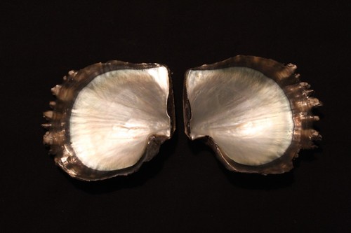 Tropical pearl oyster - pearl, pairs