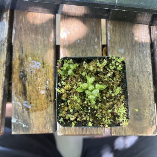 Cephalotus follicularis - cephalotus,