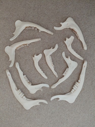 Jaw bones deer fox - bones, 10