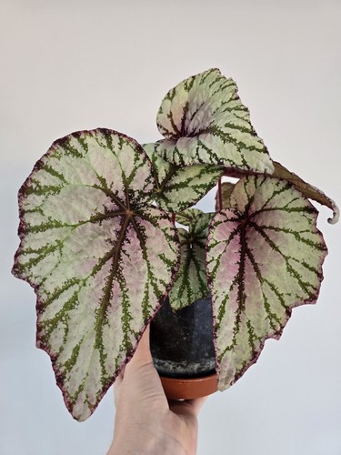 Mystery cuttings fresh - mystery,