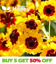 COREOPSIS GOLDEN CROWN 1000