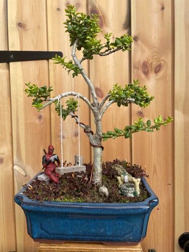 40cm large japanese holly ilex - large,