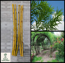 Common Osier Willow Cuttings