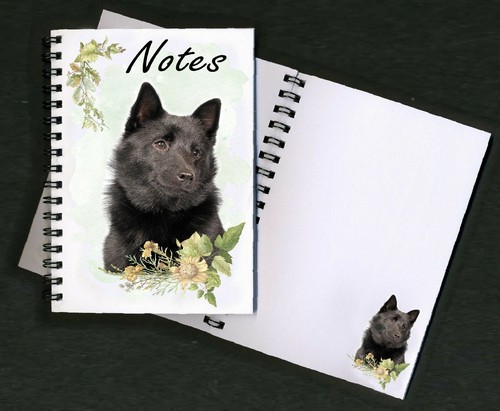 Schipperke dog - schipperke,
