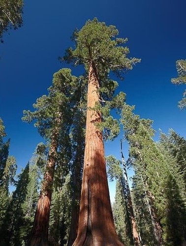 Sequoiadendron giganteum