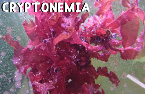 Cryptonemia crenulata macro - cryptonemia,