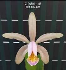 Cattleya Forbesii X Sib Orchid Plant