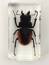 Beetle Display Taxidermy