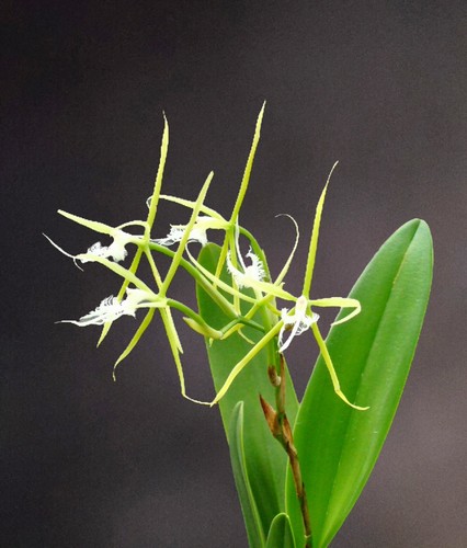 Epidendrum ciliare fragrant - epidendrum,