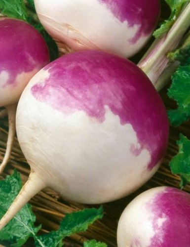 Turnip seeds purple - seeds, top