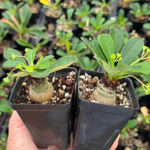 Euphorbia ramena own - ramena,