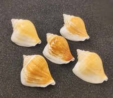 5 x Tulip Conch shells for Hermit Crabs Home Natural Seashells for Hermits