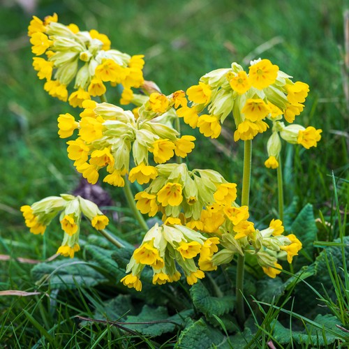 Primula veris common - primula,