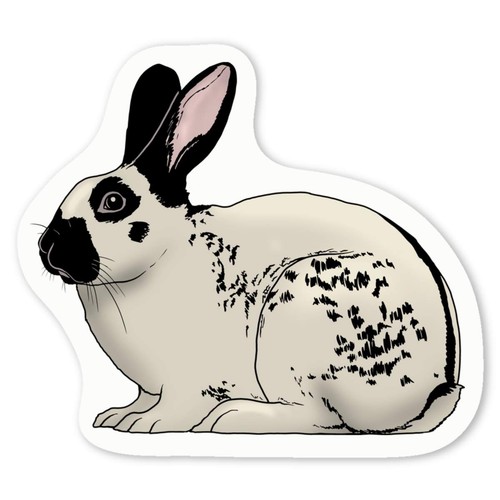English spot rabbit white - 'english,