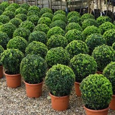 Buxus Sempervivum Ball in 23cm