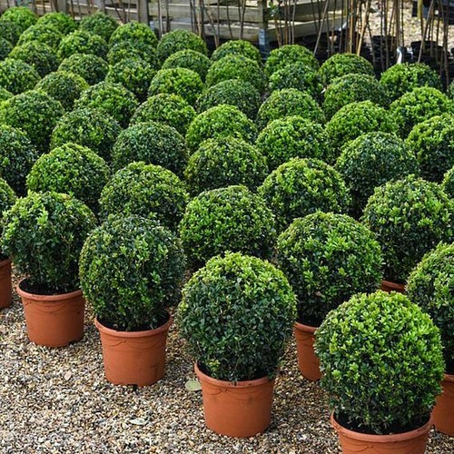 Buxus sempervivum ball 23cm - sempervivum,