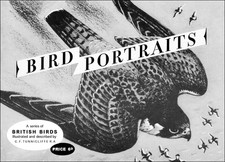 Brooke Bond, April 1957 'Bird Portraits' PRINTS. 'Photo Shop' cleaned repro.