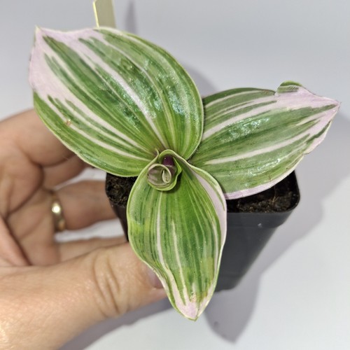Rare tradescantia nanouk pink - rare,