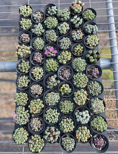 Pot 5cm conophytum - 5cm,