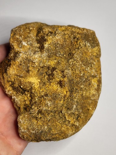 Faringdon fossil sponge lower - fossil,